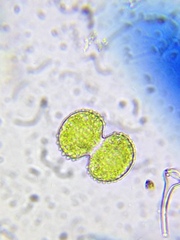 Cosmarium punctulatum