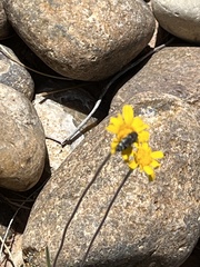 Acmaeodera obtusa