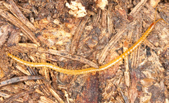 Geophilus flavus
