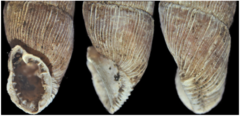Laciniaria plicata
