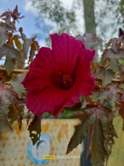 Hibiscus acetosella