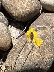 Acmaeodera obtusa