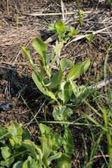 Helichrysum pannosum