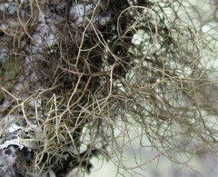 Bryoria pseudofuscescens