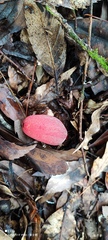 Balanophora laxiflora