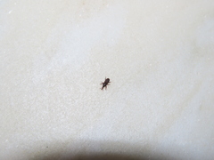 Sitophilus
