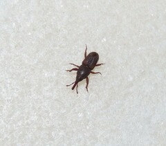 Sitophilus