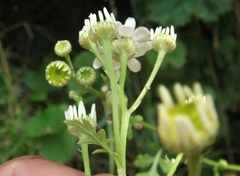 Tanacetum parthenium