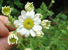 Tanacetum parthenium