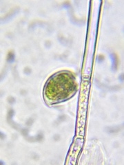 Scyphidiidae
