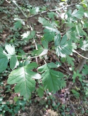 Crataegus monogyna