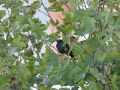 Acridotheres cristatellus