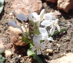 Lapeirousia pyramidalis pyramidalis