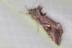 Chrysodeixis includens