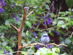 Polioptila dumicola