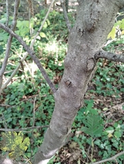 Crataegus monogyna