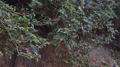 Berberis aquifolium