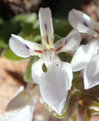 Lapeirousia pyramidalis pyramidalis