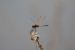 Trithemis pallidinervis