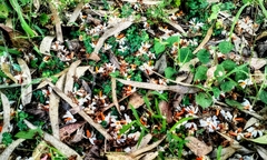 Nyctanthes arbor-tristis