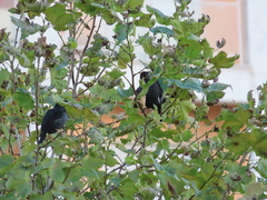 Acridotheres cristatellus