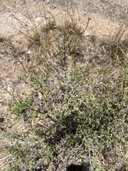 Dalea formosa