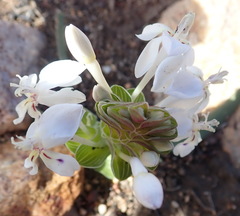 Lapeirousia pyramidalis pyramidalis