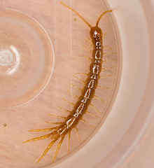 Lithobius microps