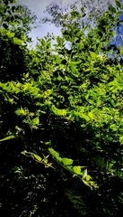 Nyctanthes arbor-tristis