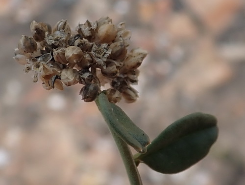 Limeum telephioides (Limeum telephioides)