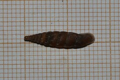 Laciniaria plicata