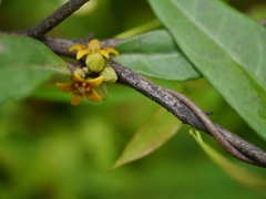 Hemidesmus indicus