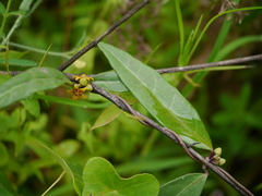 Hemidesmus indicus