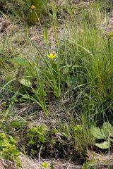 Hypoxis argentea
