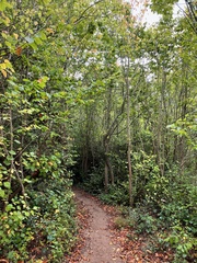 Ulmus