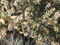 Brickellia californica