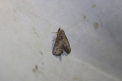 Paectes abrostoloides