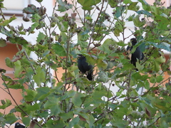 Acridotheres cristatellus