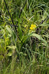 Hypoxis colchicifolia