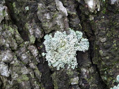 Heterodermia albicans