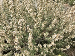 Brickellia californica