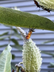 Oncopeltus fasciatus