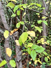 Ulmus