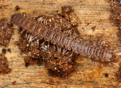Polydesmus angustus