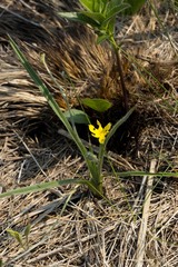 Hypoxis argentea sericea