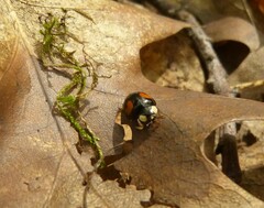 Harmonia axyridis