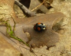 Harmonia axyridis