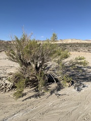 Ericameria paniculata