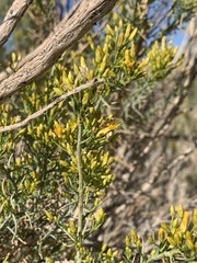 Ericameria paniculata
