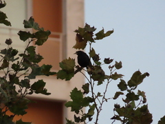 Acridotheres cristatellus